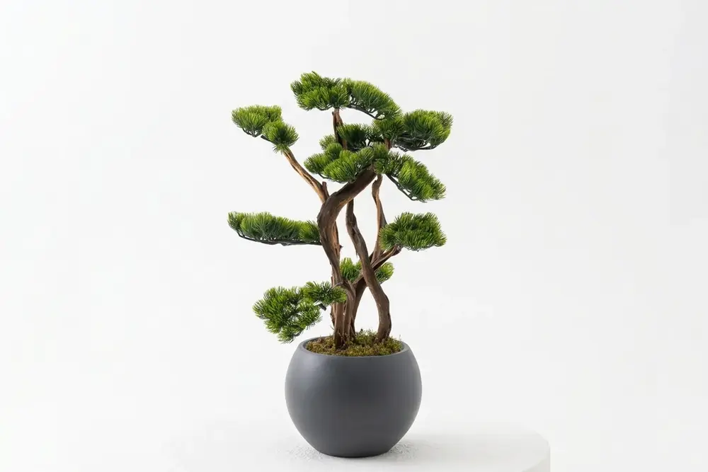 Bonsai, On Dallı, Antrasit Saksı, 100 Cm