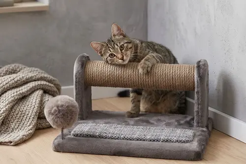 Jimmy Kedi Tırmalama Ağacı, Gri