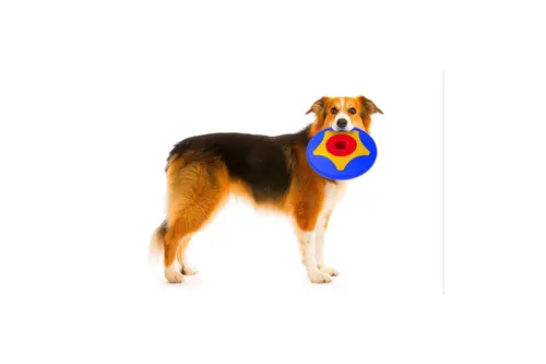 Tira Molly Mini Köpek Ödül Oyuncağı