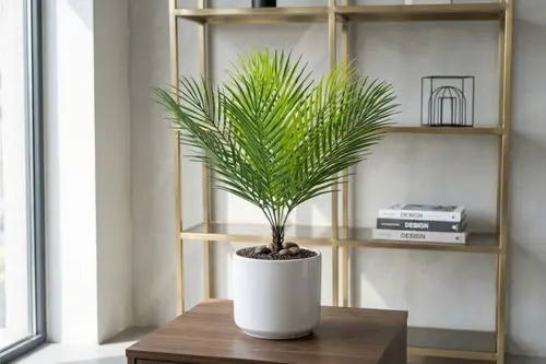 Areka Palmiyesi, Seramik Saksı