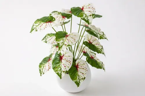 Monstera Albino, Küre Saksı, 65 Cm